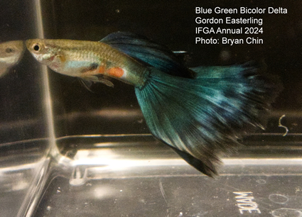 guppy blue green bicolor